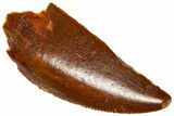 Serrated Raptor Tooth - Real Dinosaur Tooth #360989-1